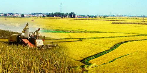 杭州苗土农业 致力于粮食产业发展