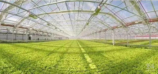 在屋顶种生菜,这家公司的温室网络进一步扩张|农产品|水培|蔬菜|种植