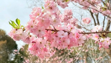唐音时间3月资讯总汇|春音绽放,共赴一场音乐的浪漫旅程