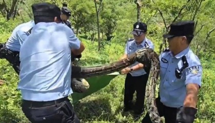 长3.7米、重42斤！云南一村民家羊圈旁惊现网纹蟒，已被民警擒获 当地曾发生巨蟒吞羊