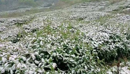 茶资讯 | “茶叶+”破圈新玩法,如何写好“早”文章?