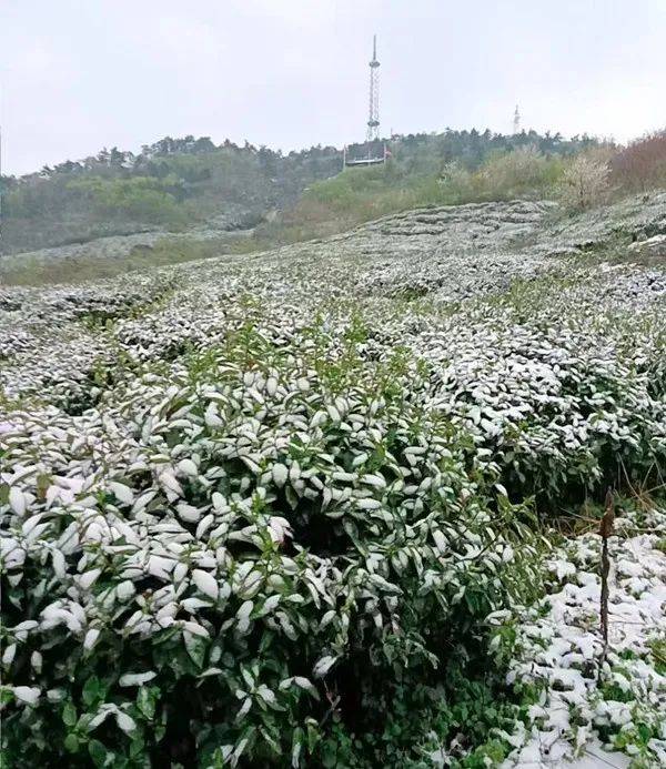 茶资讯 | “茶叶+”破圈新玩法，如何写好“早”文章？
